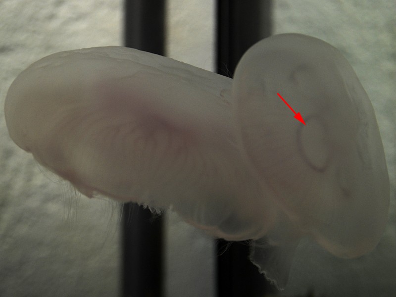 Aurelia aurita